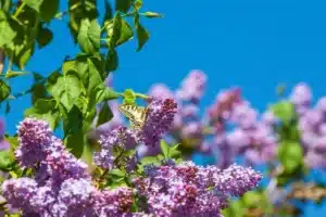 cette plante adorée des français est désormais strictement interdite dans toute l’europe